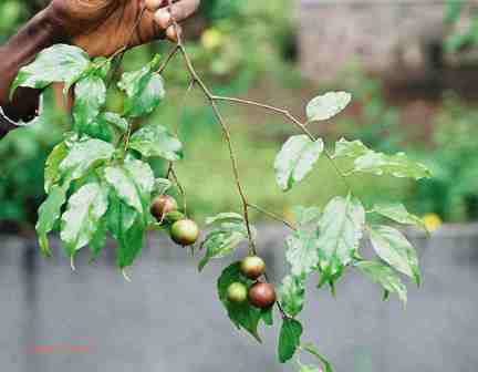 Indian plum